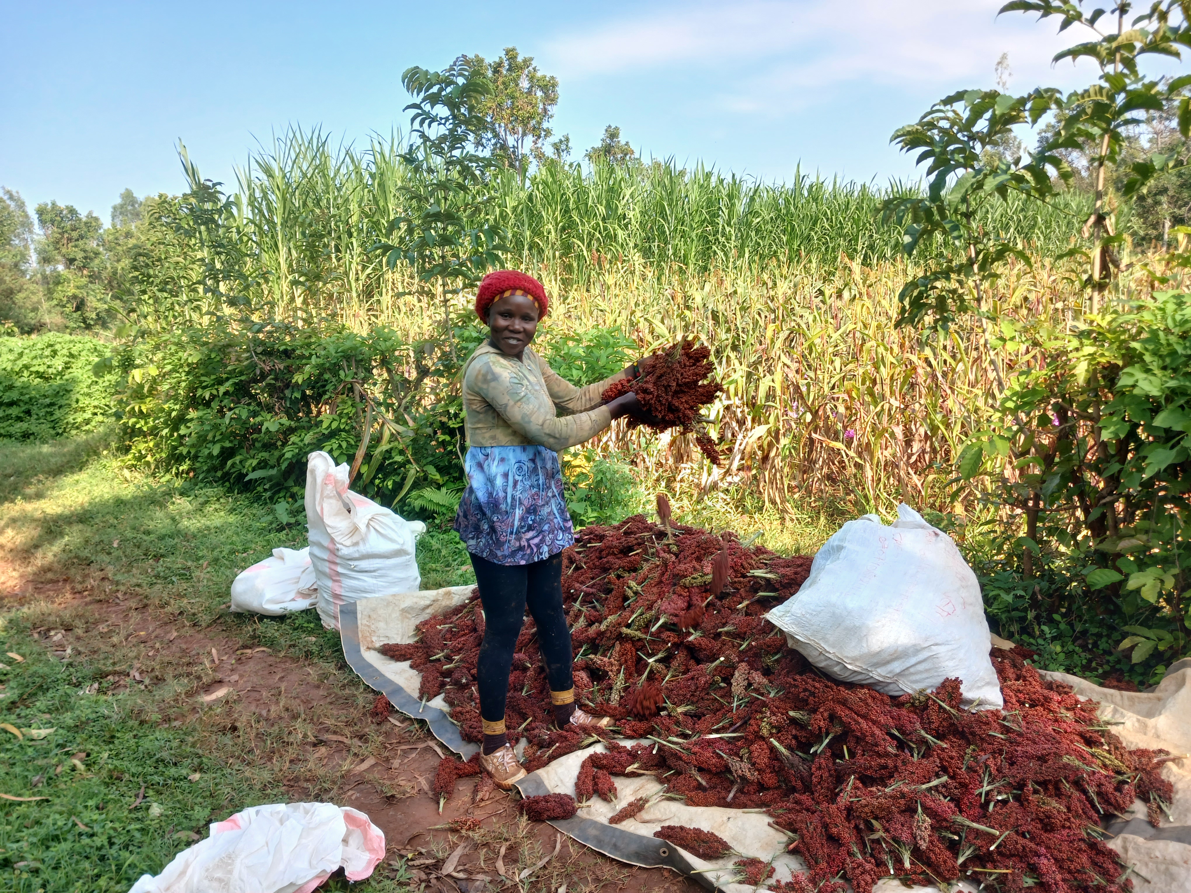 Livelihoods and Food Security Program